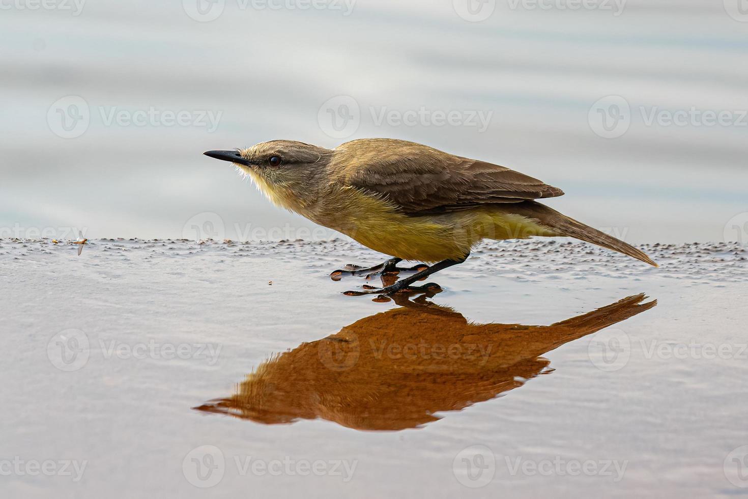 Adult Cattle Tyrant Bird photo