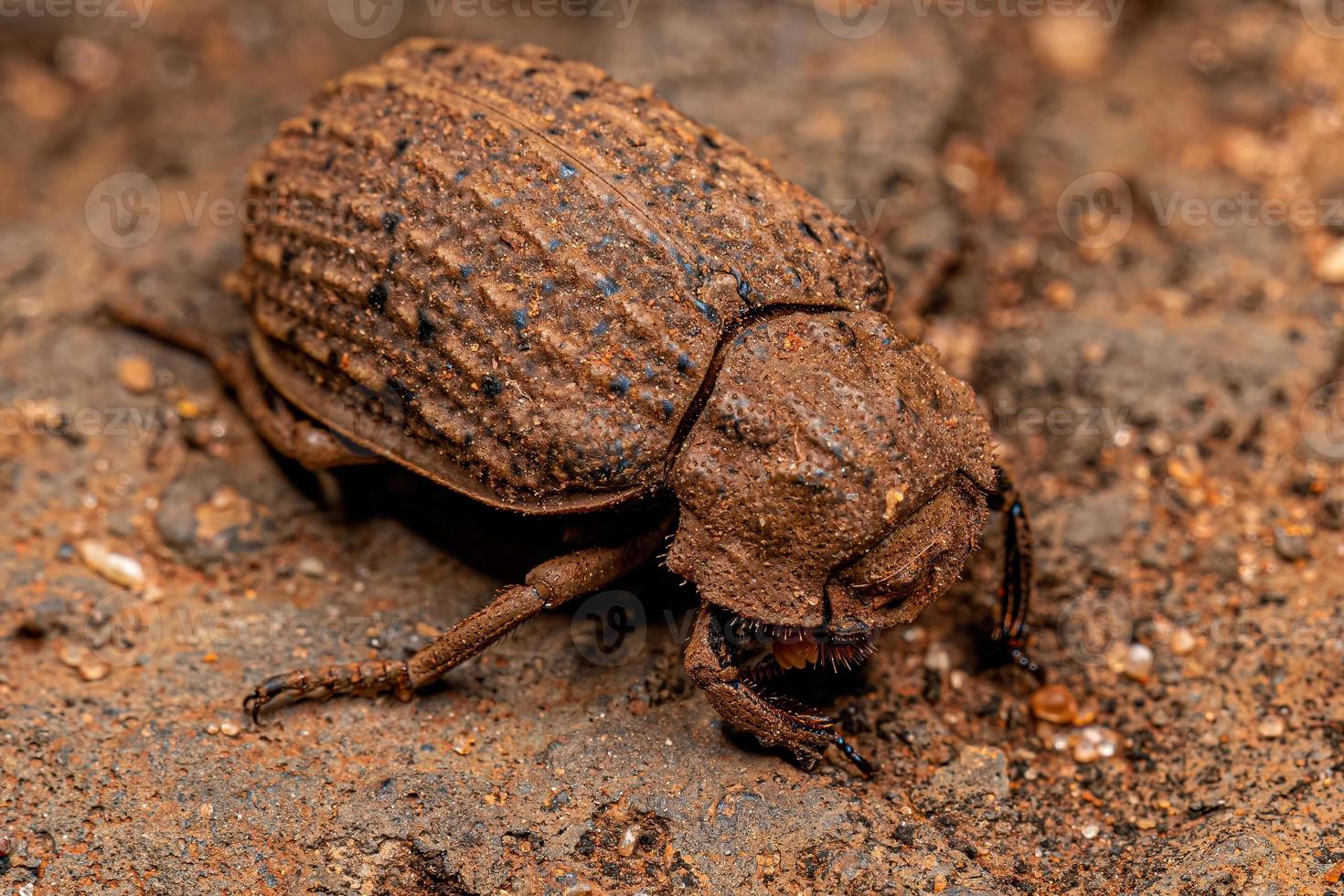 Adult Hide Beetle photo