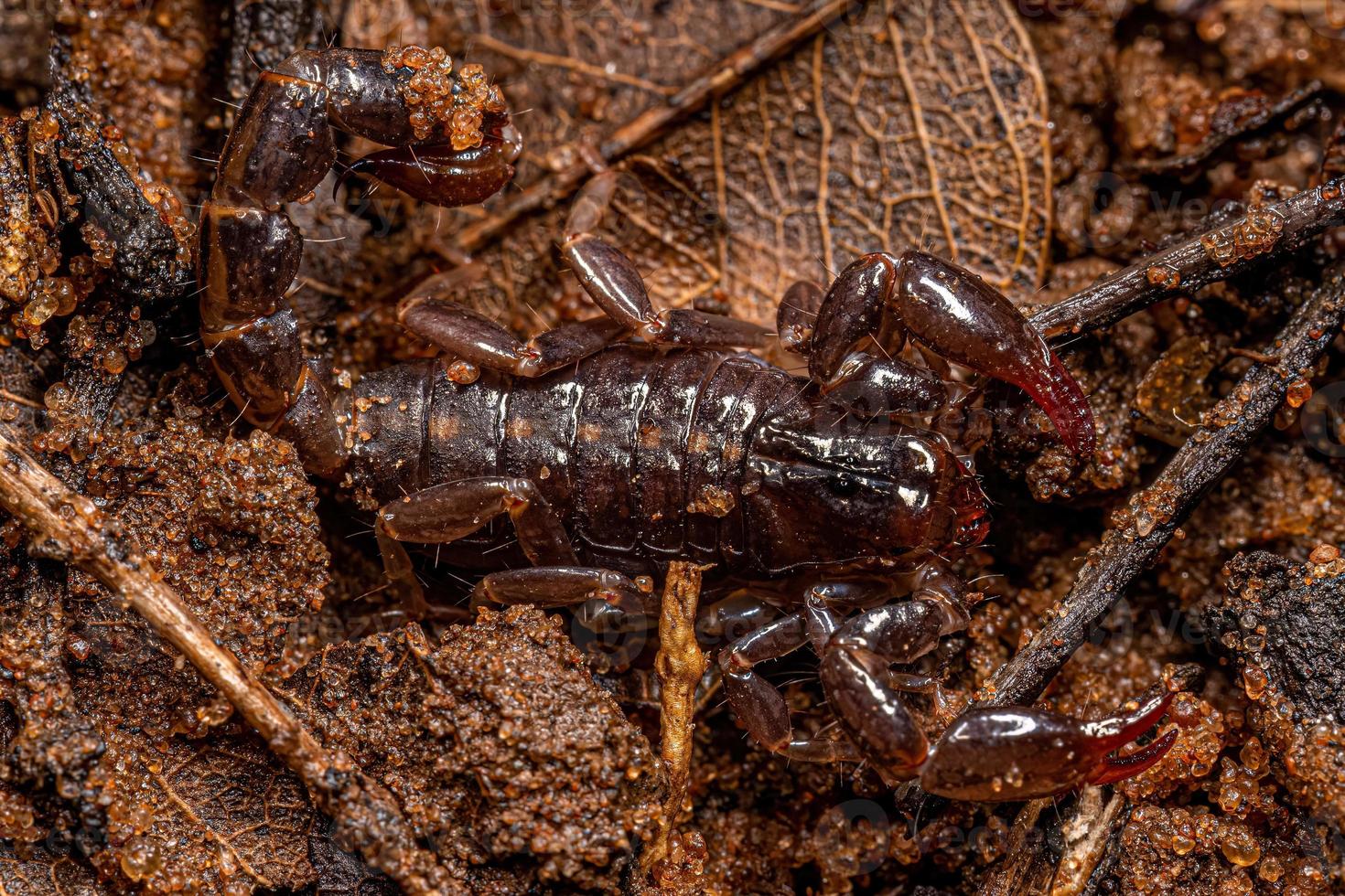 pequeño escorpión negro foto