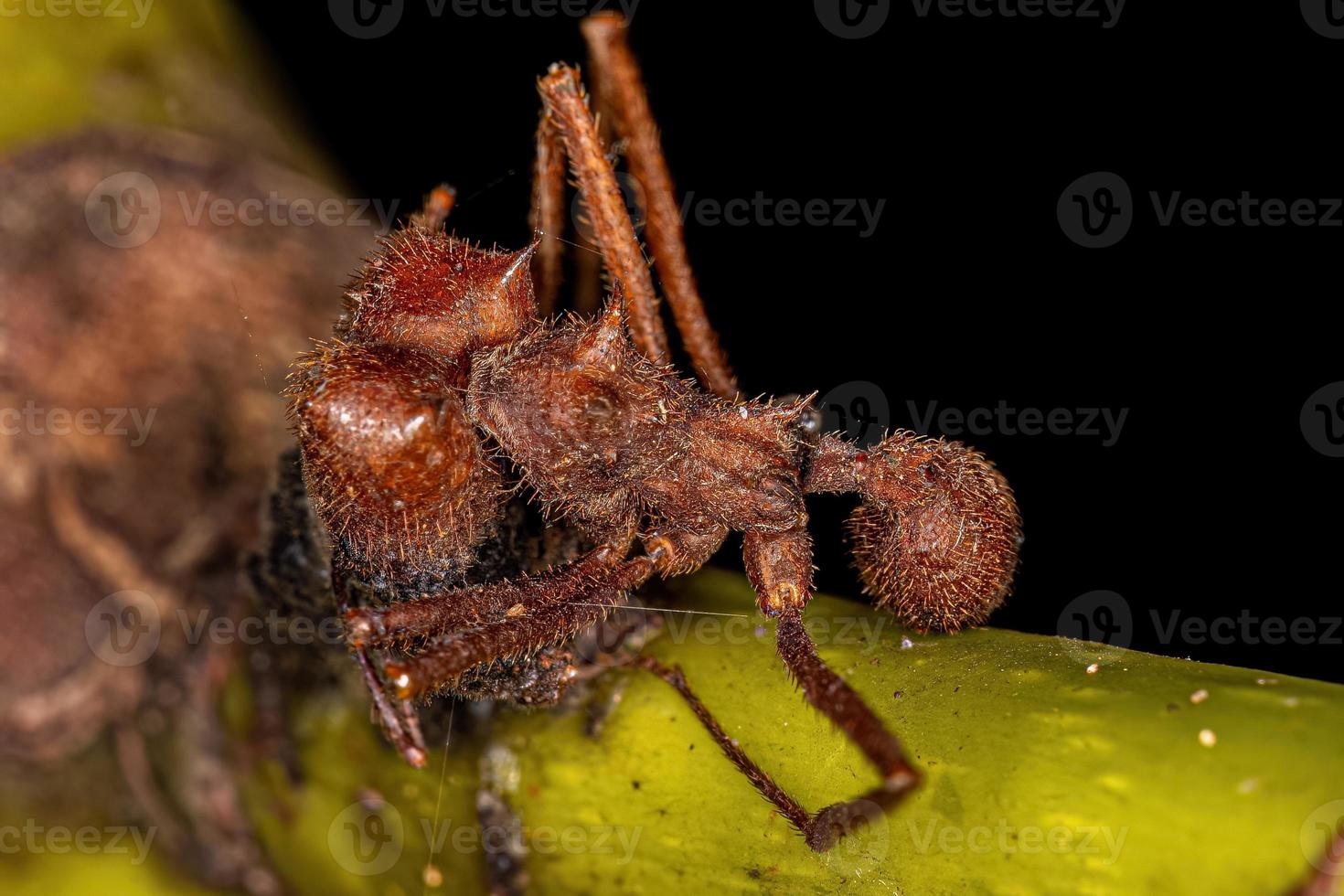 hormiga cortadora de hojas atta adulta muerta foto