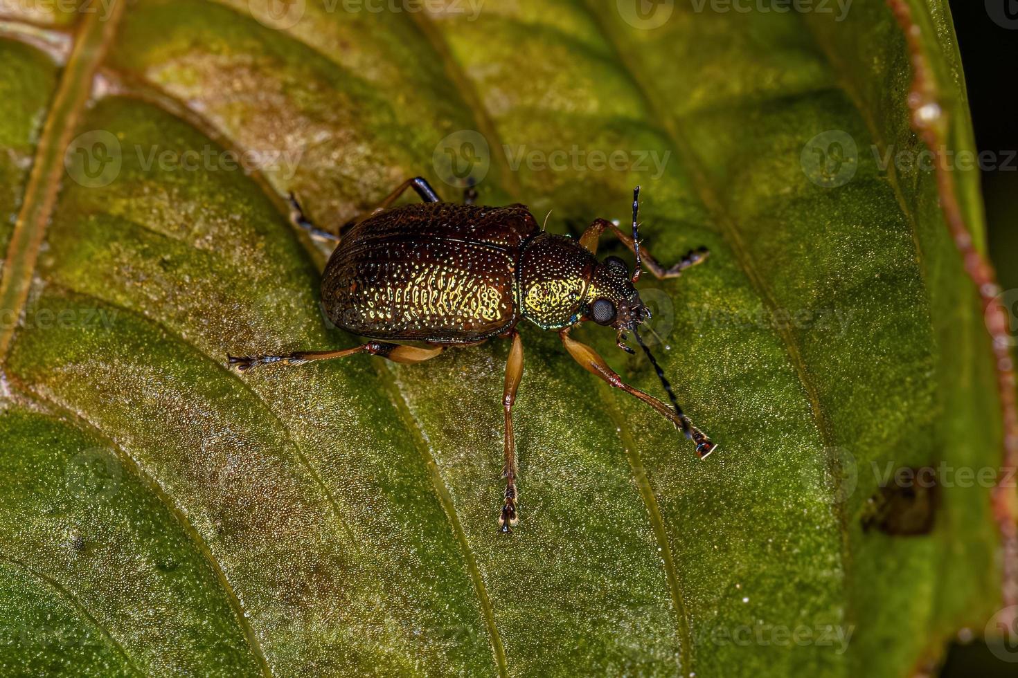 escarabajo adulto foto