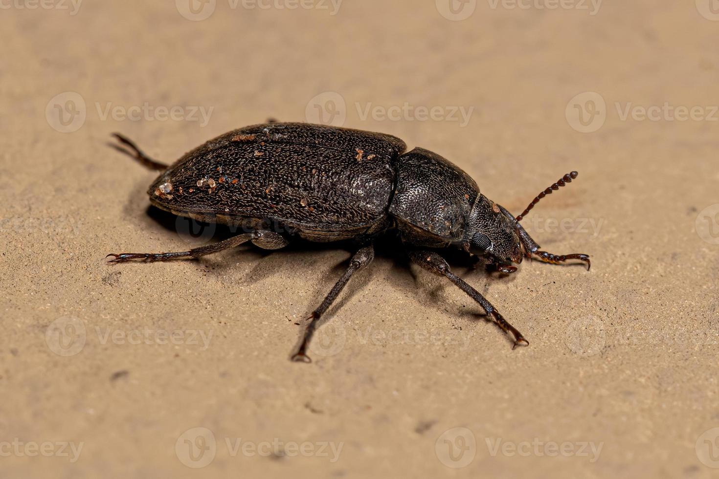 Adult Darkling Beetle photo