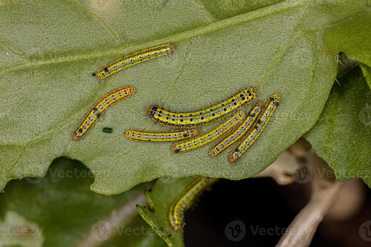 Great Southern White Butterfly Caterpillar photo