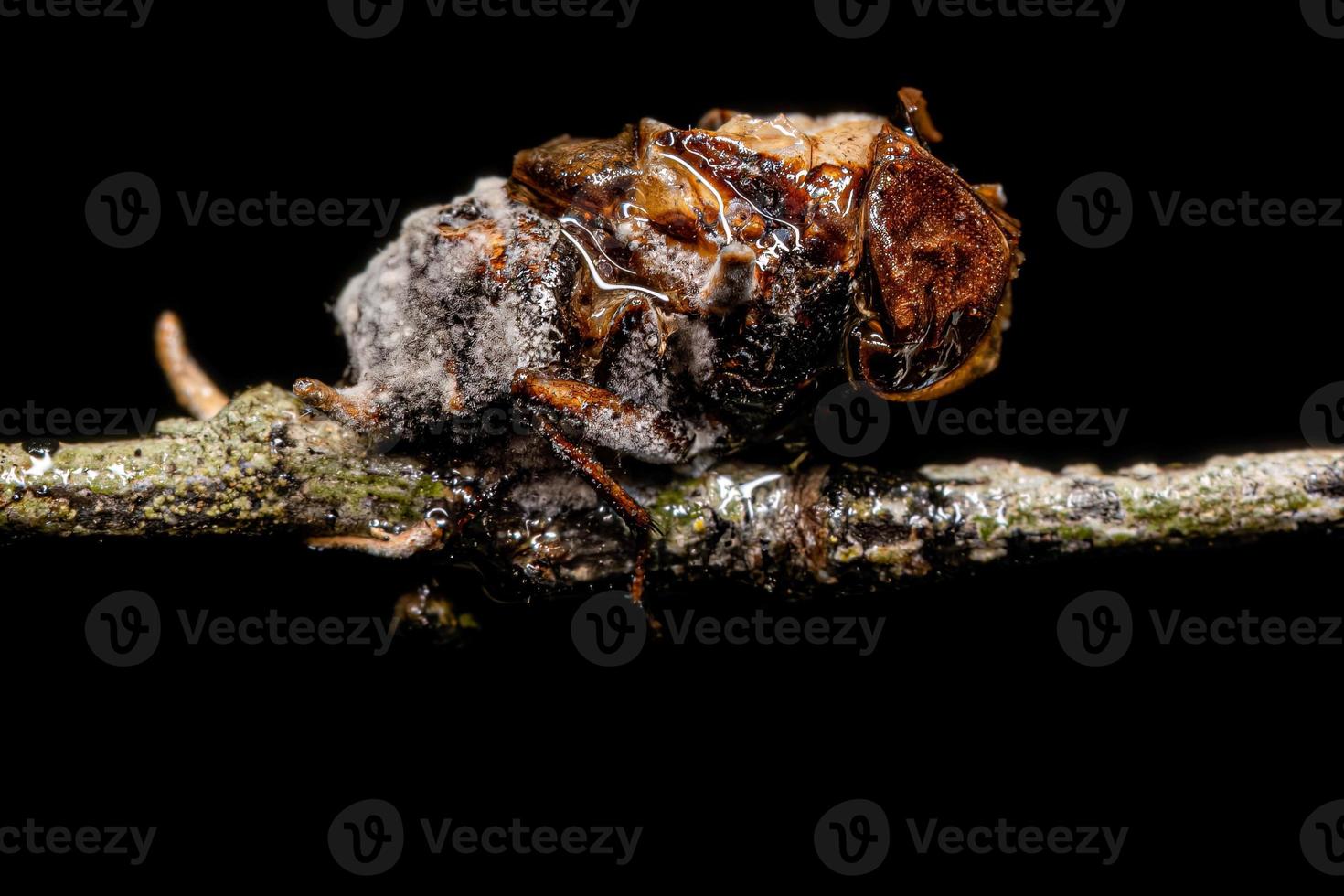 Dead Adult Calyptrate Fly by a fungus photo