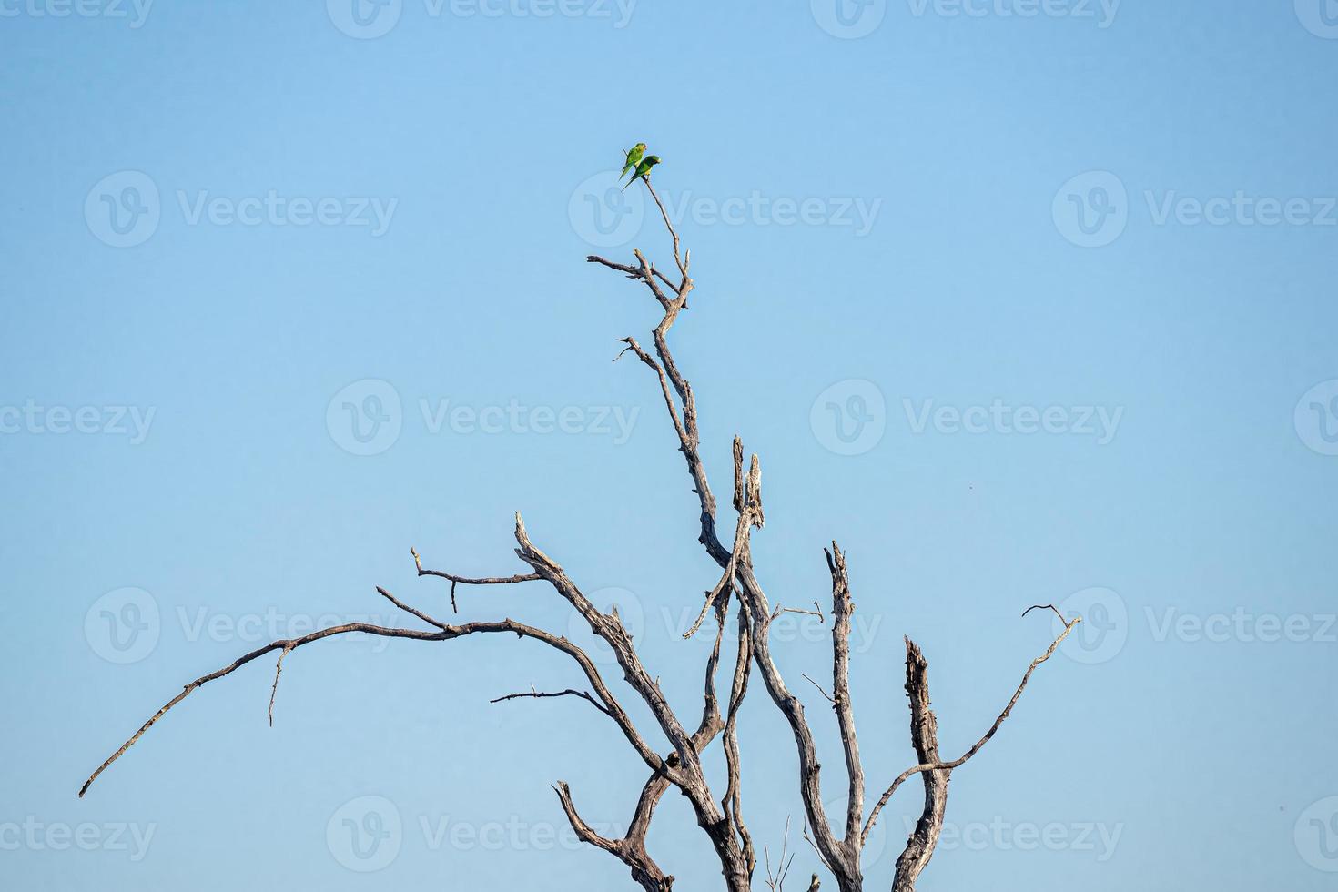 Two Peach-fronted Parakeet on a tree photo