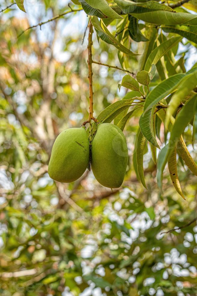 Mango tree with fruits photo