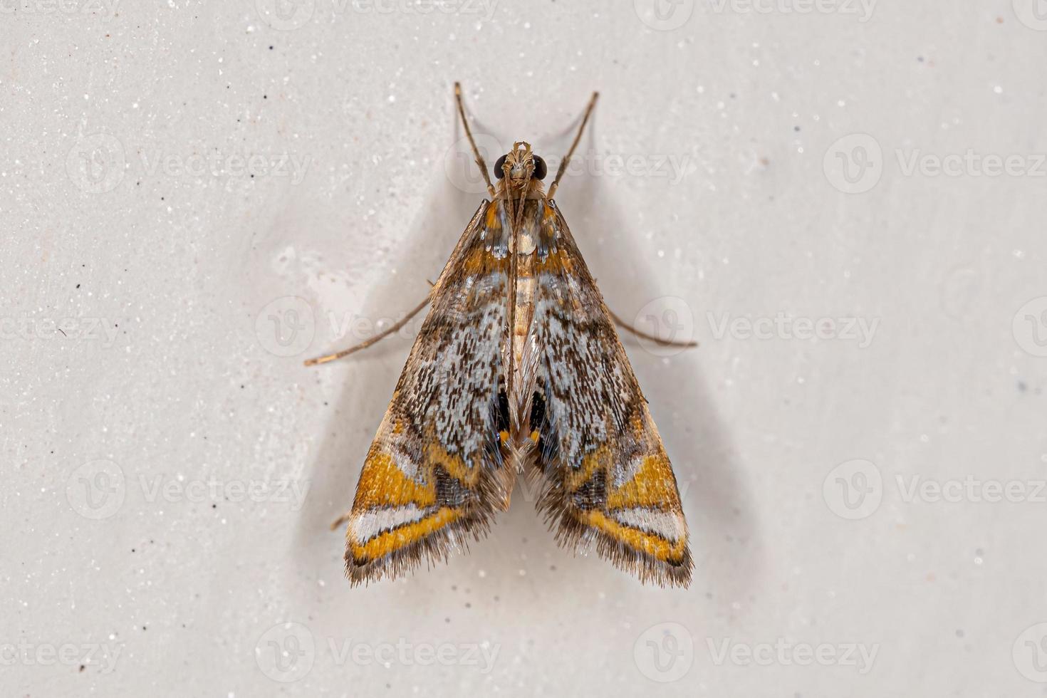 Adult Crambid Moth photo