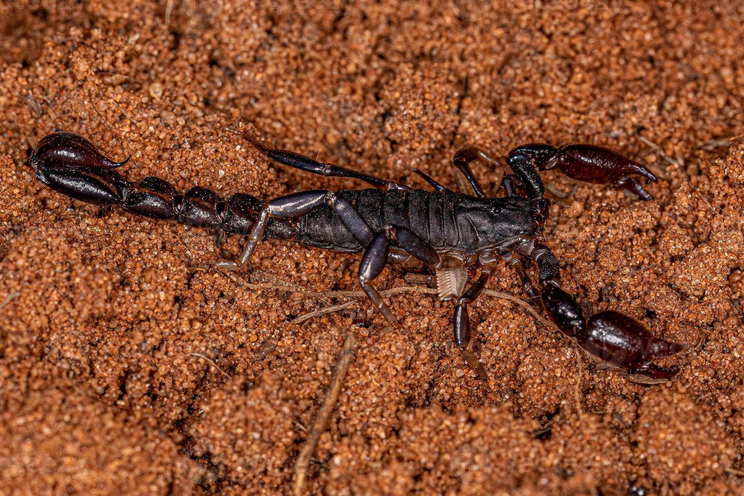 artrópodo arácnido quelicerado escorpión foto