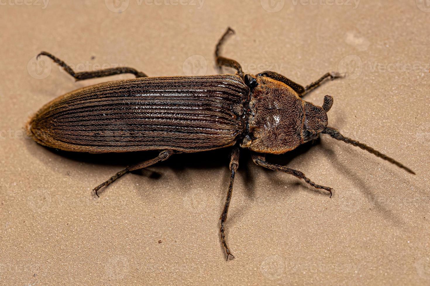 Adult Click Beetle photo