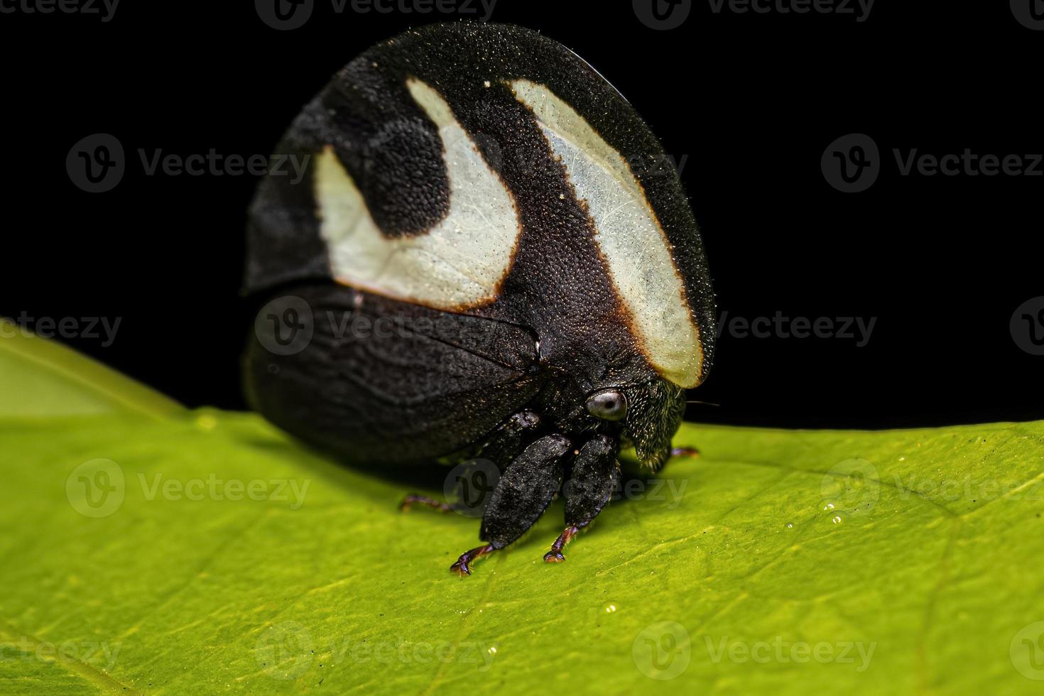 Adult Blackandwhite Treehopper 13071541 Stock Photo at Vecteezy