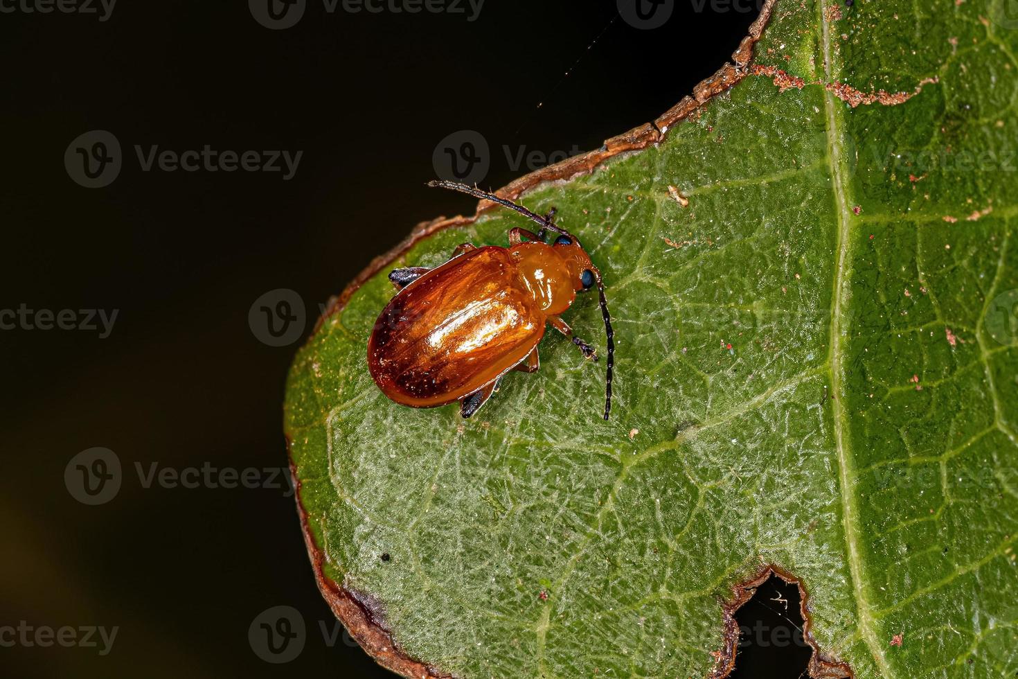 Adult Flea Beetle photo