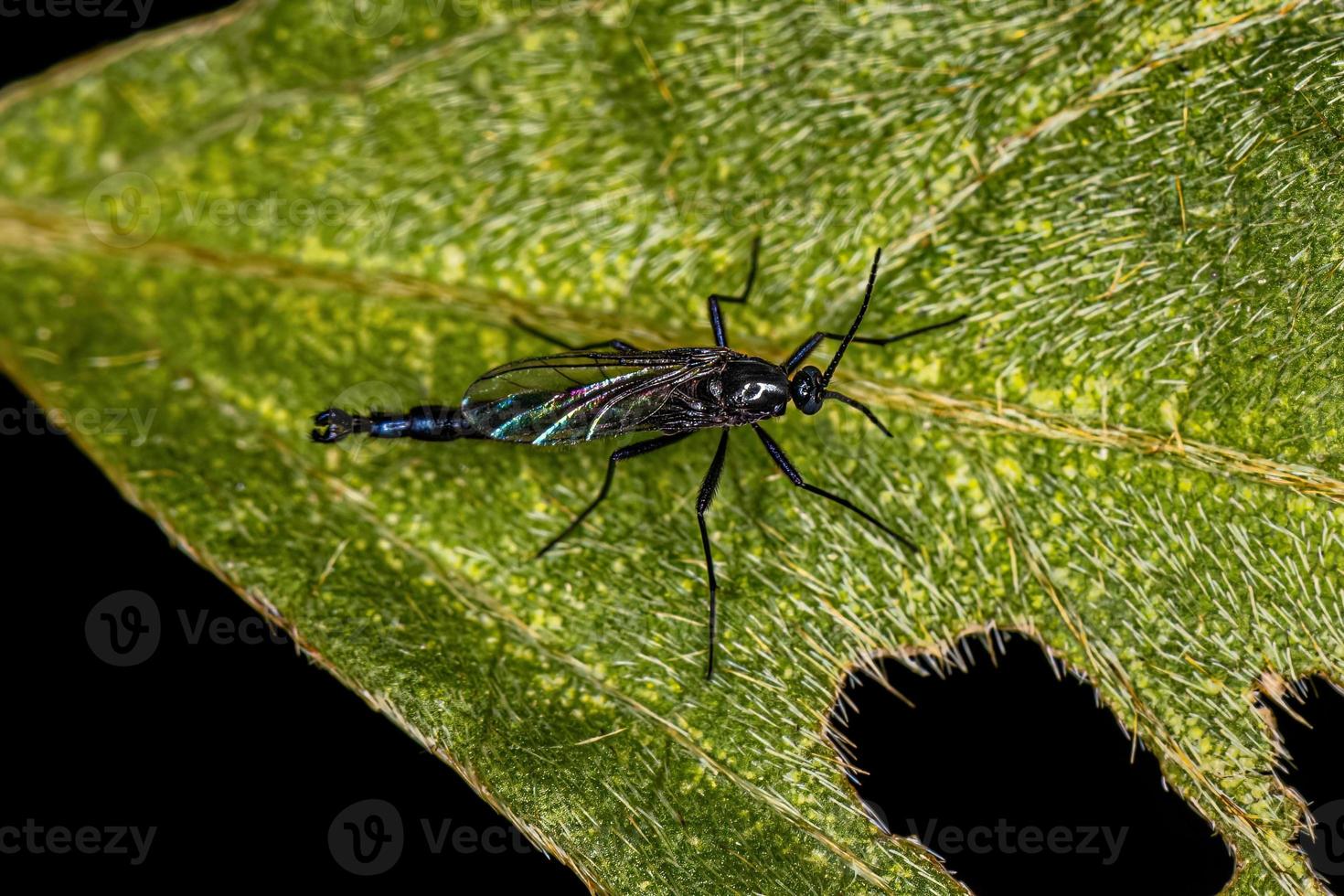 Adult Dark-winged Fungus Gnat photo
