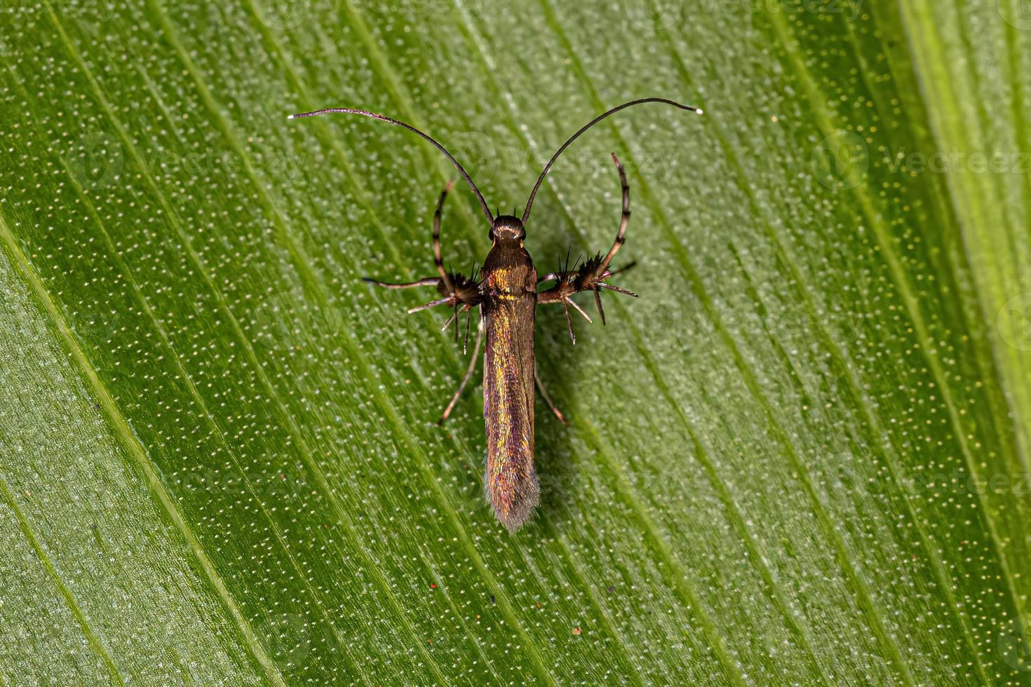 Adult Sun Moth photo