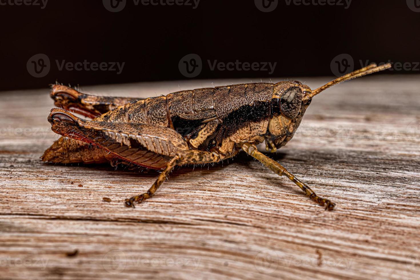 Short-horned Grasshopper Nymph photo