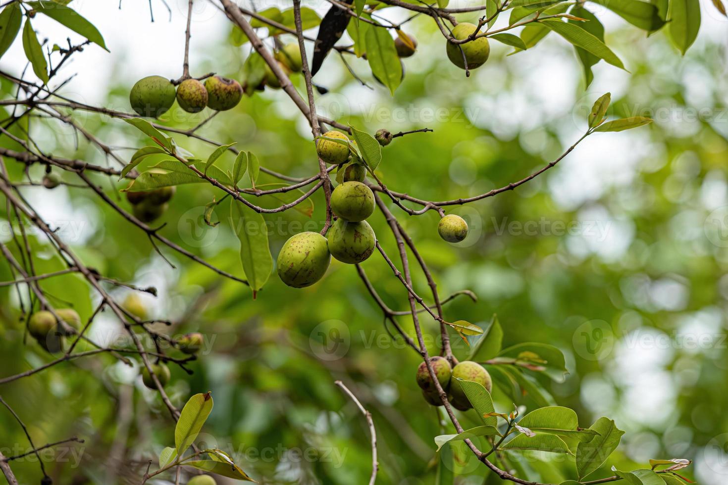 Tree with fruits called Mangaba photo