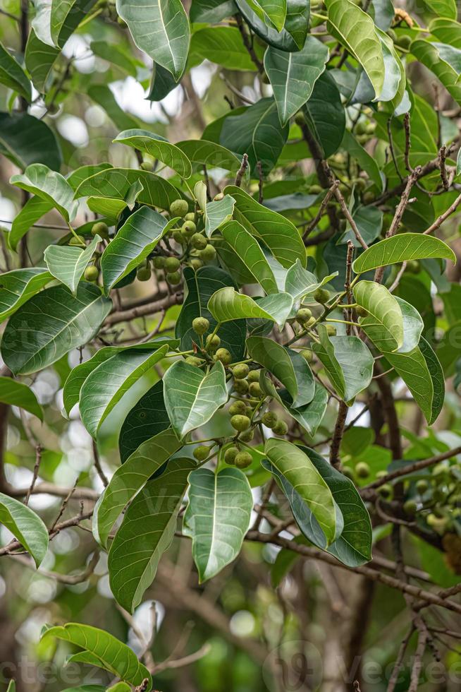 angiosperm fig tree photo