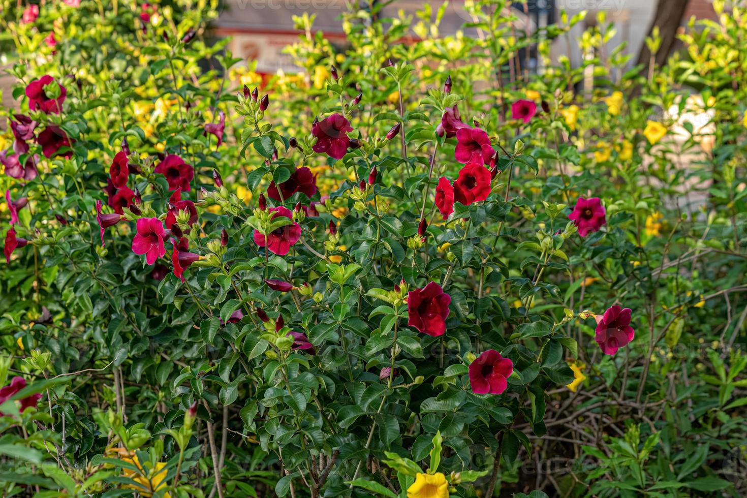Allamanda Flowering Plant photo