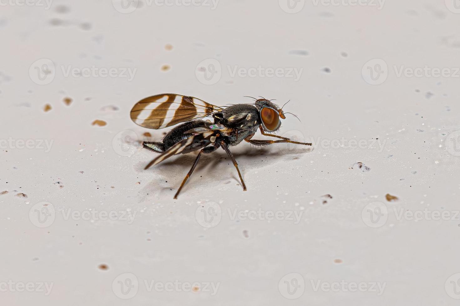Adult Picture-winged Fly photo