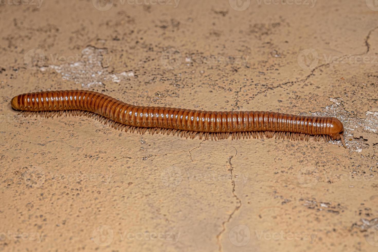 Ddult Millipede Arthropod photo