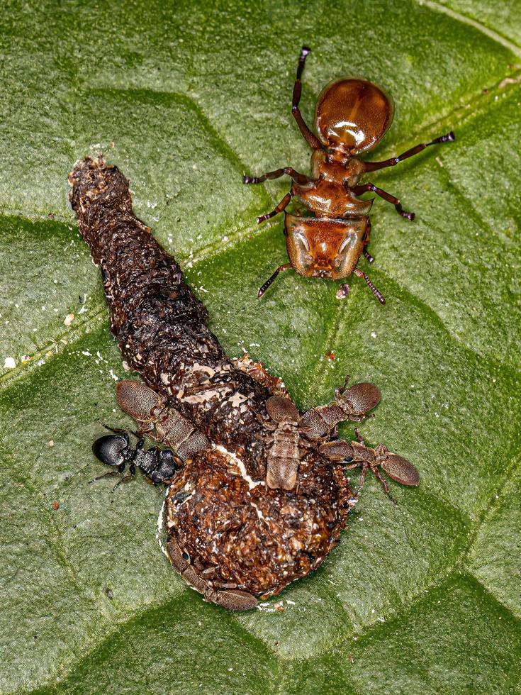 Adult Turtle Ants photo
