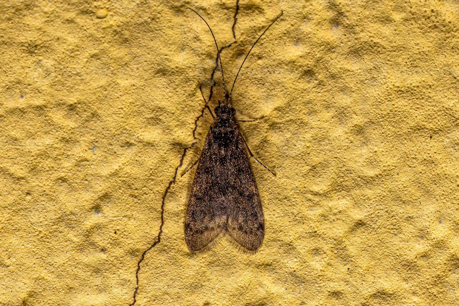 insecto caddisfly adulto foto