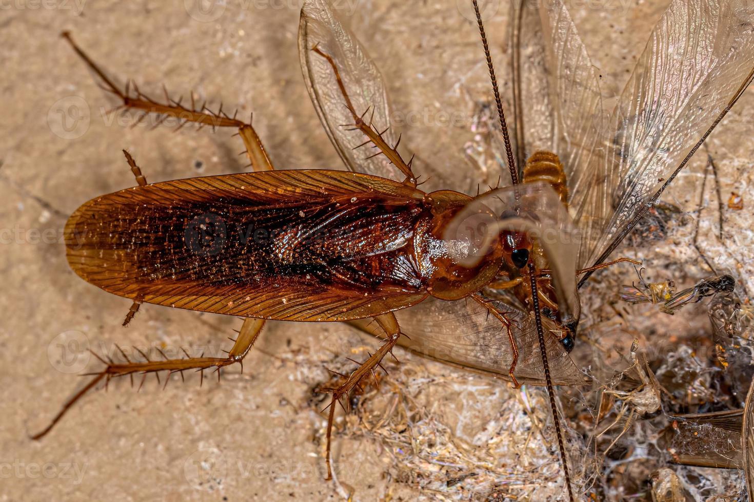 cucaracha de madera adulta comiendo una termita alada foto