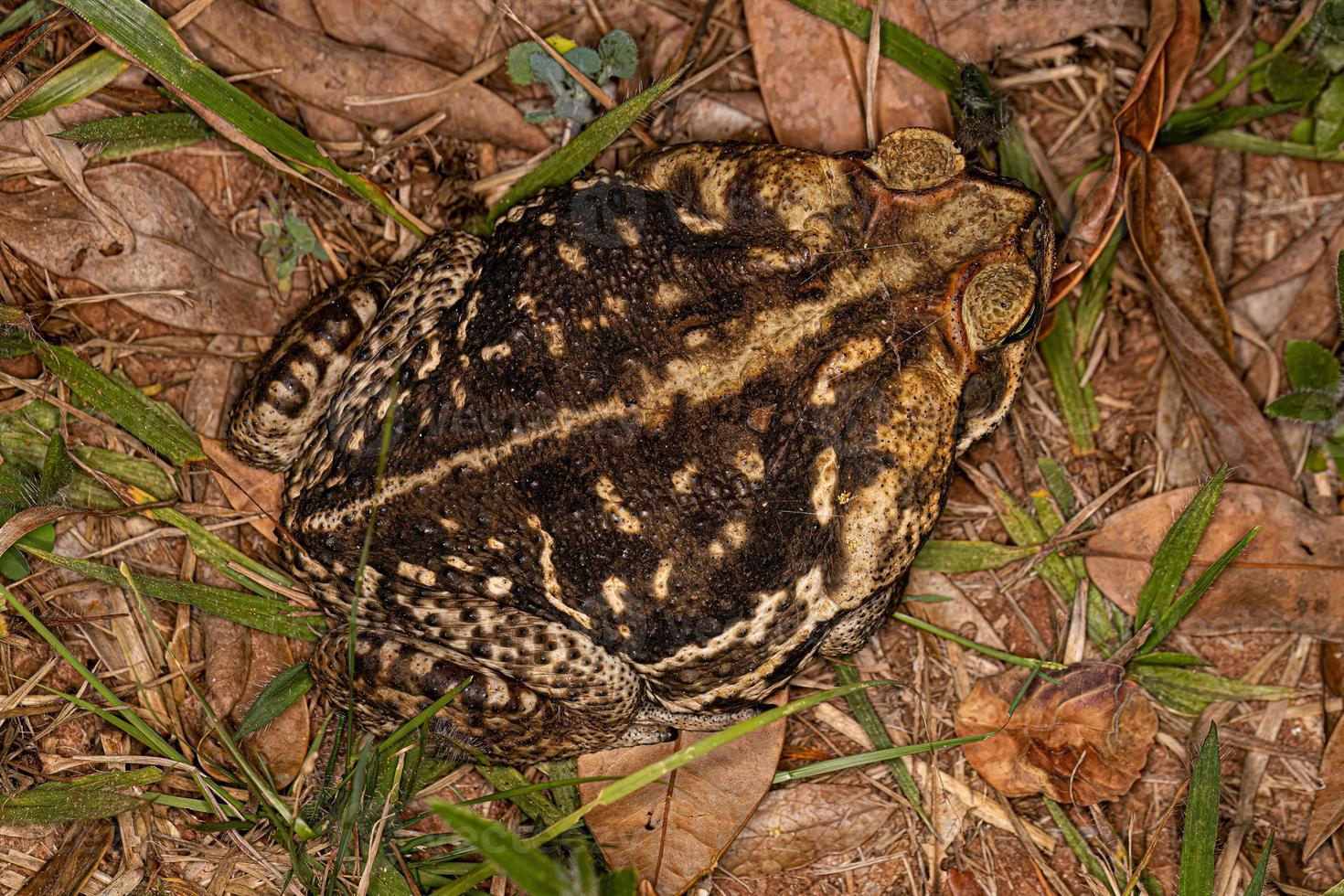 Adult Cururu Toad photo