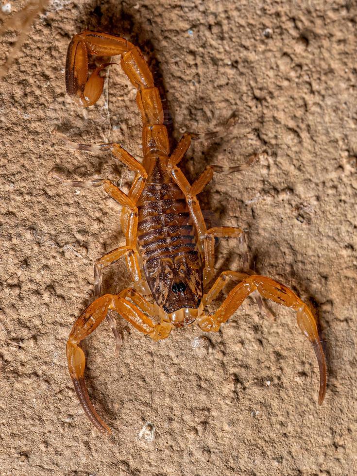 pequeño escorpión amarillo brasileño hembra foto