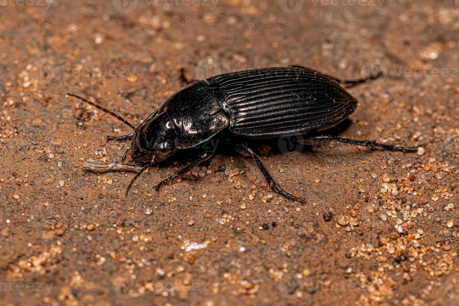 escarabajo de tierra adulto foto