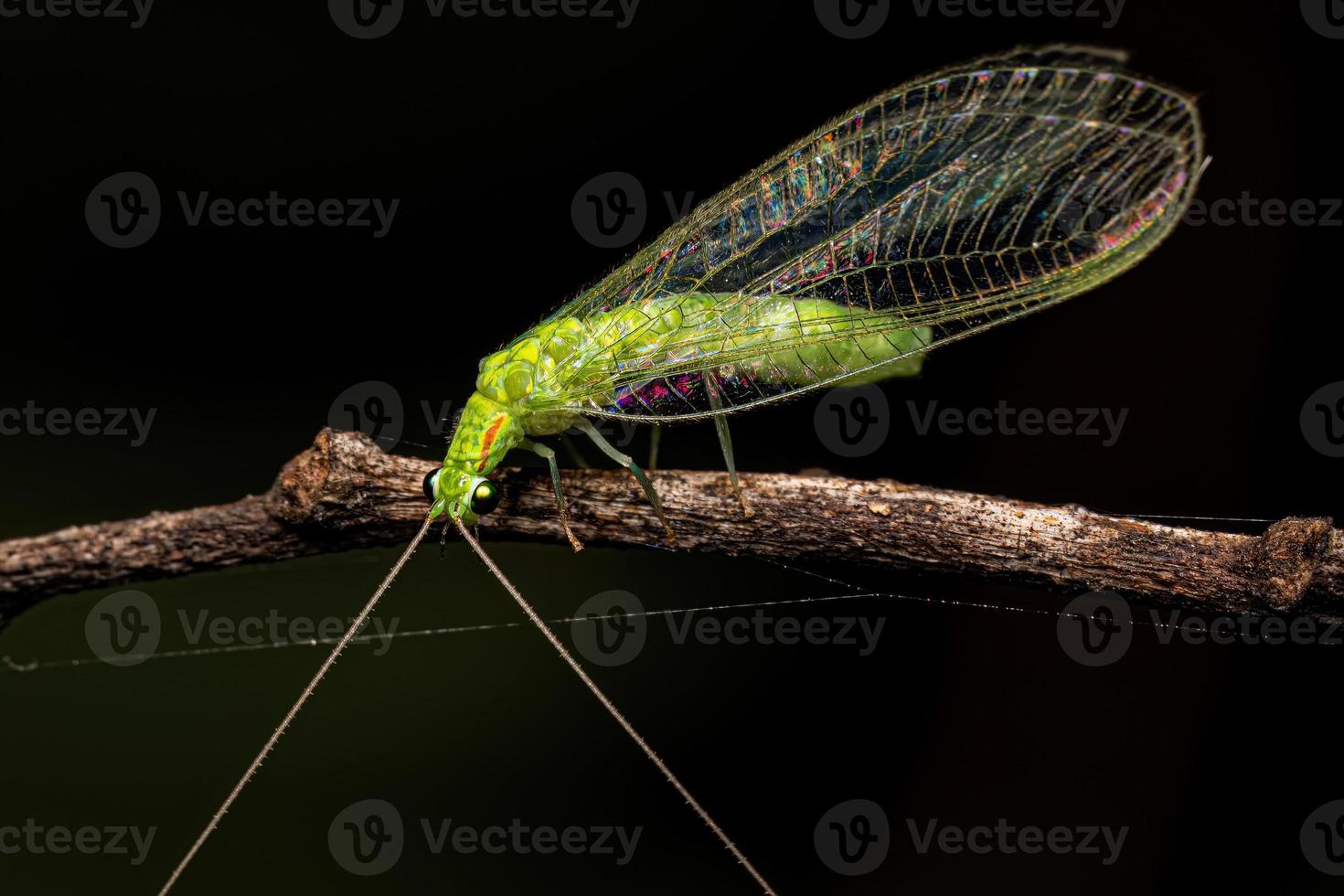 Adult Typical Green Lacewing photo