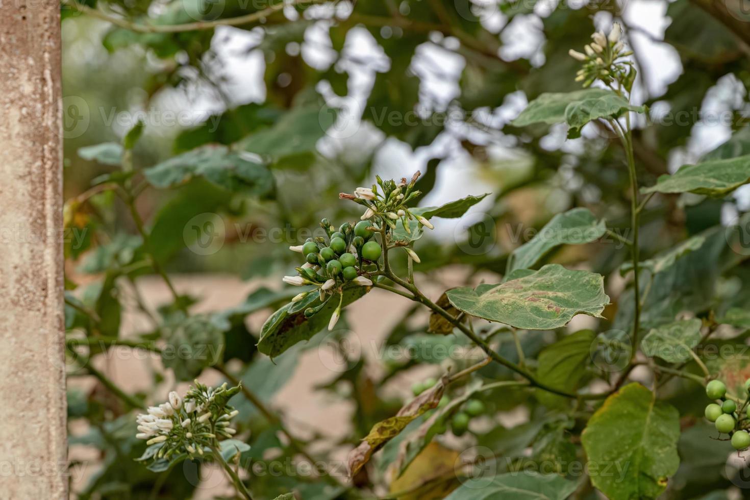 flowering plant commonly known as jurubeba a nightshade photo