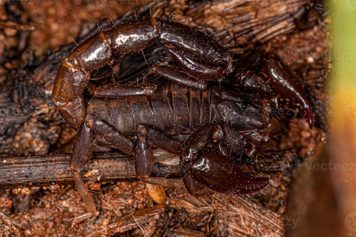 pequeño escorpión negro foto