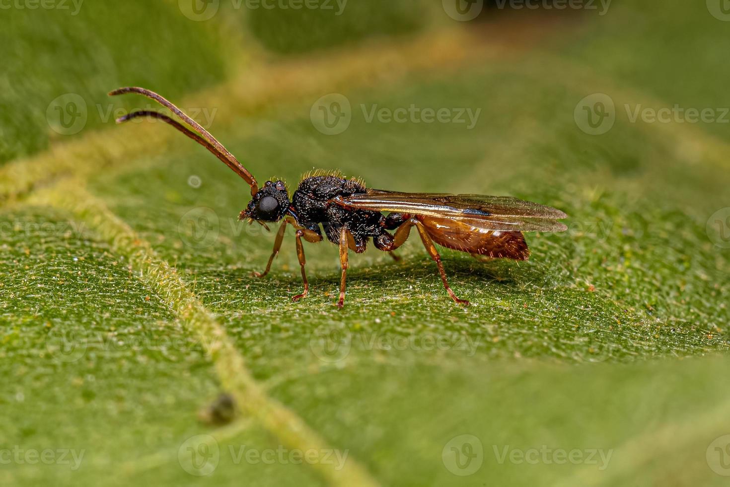 hormiga macho alada adulta foto