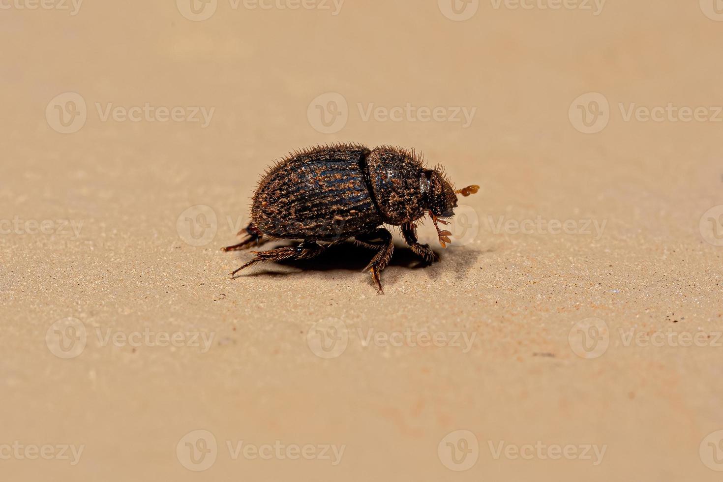Adult Small Dung Beetle photo