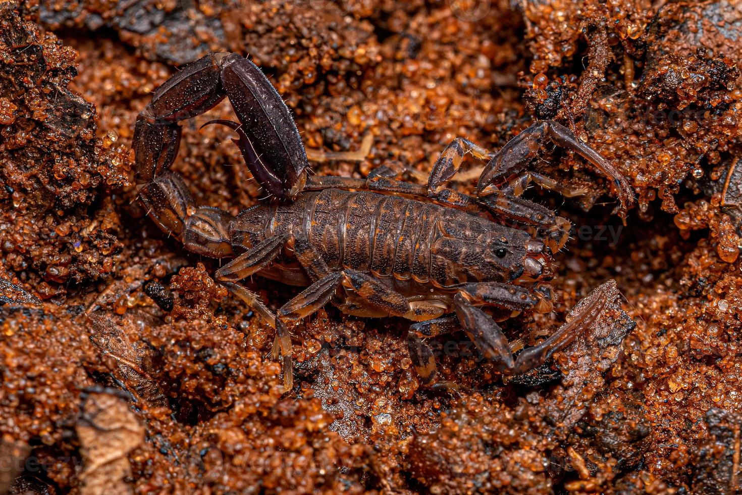 Adult Arrowbreasted Scorpion photo