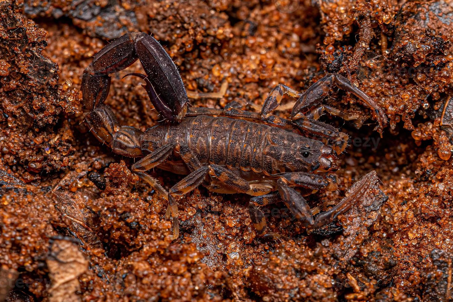 Adult Arrowbreasted Scorpion photo