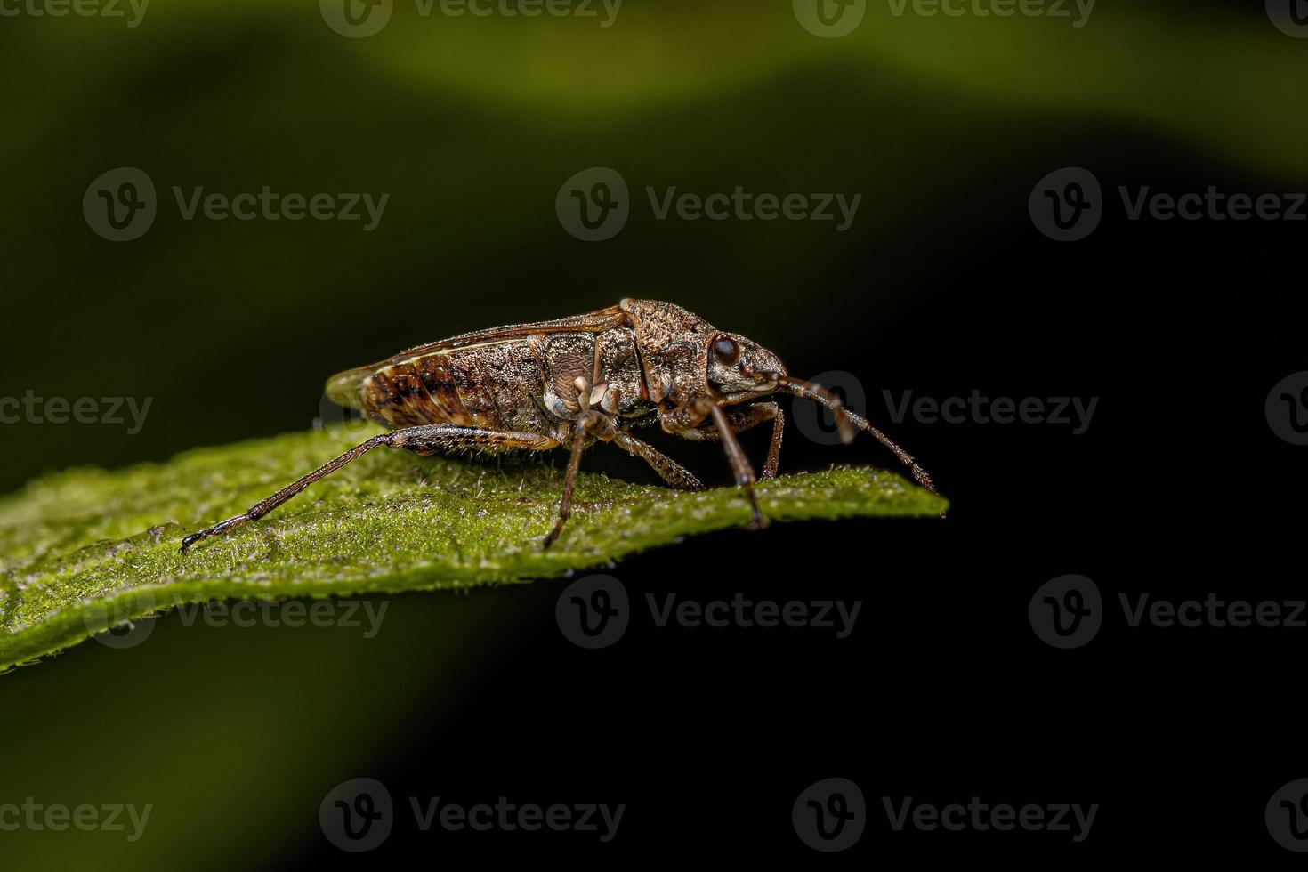 Adult Seed bug photo