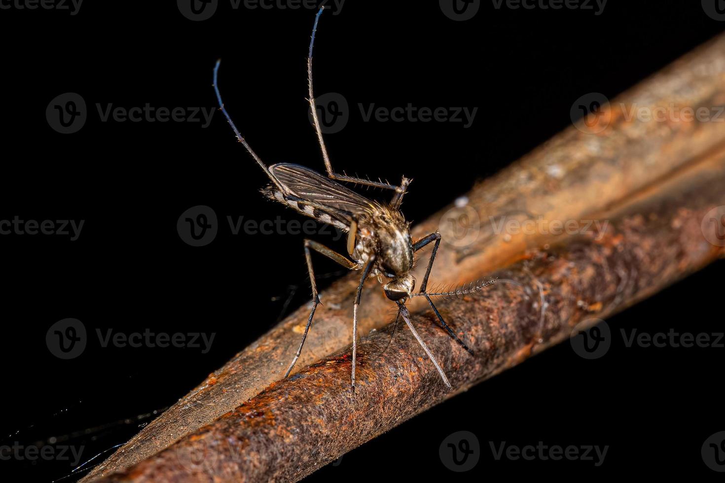 mosquito culicine hembra adulto foto