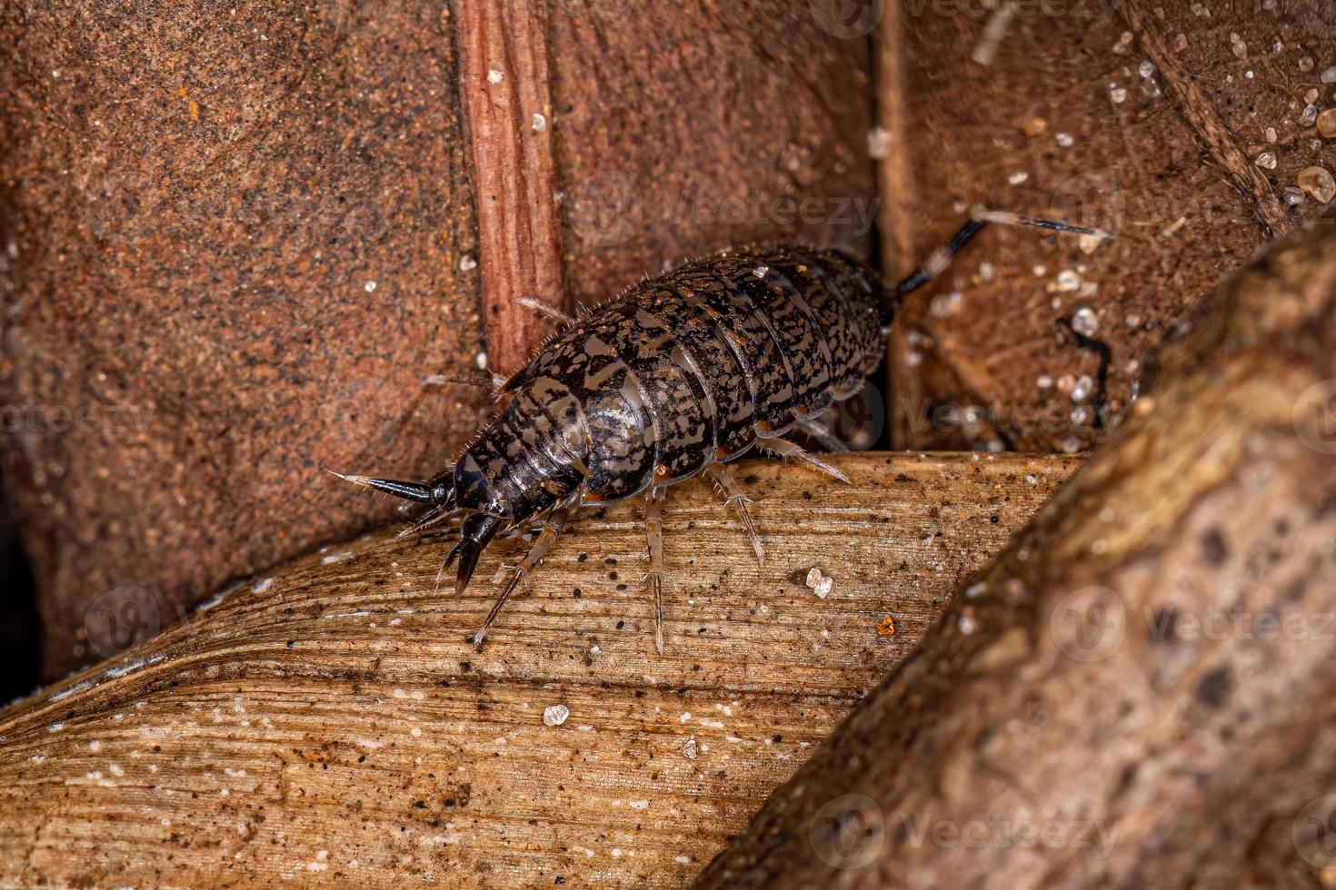 insecto cochinilla philosciid foto