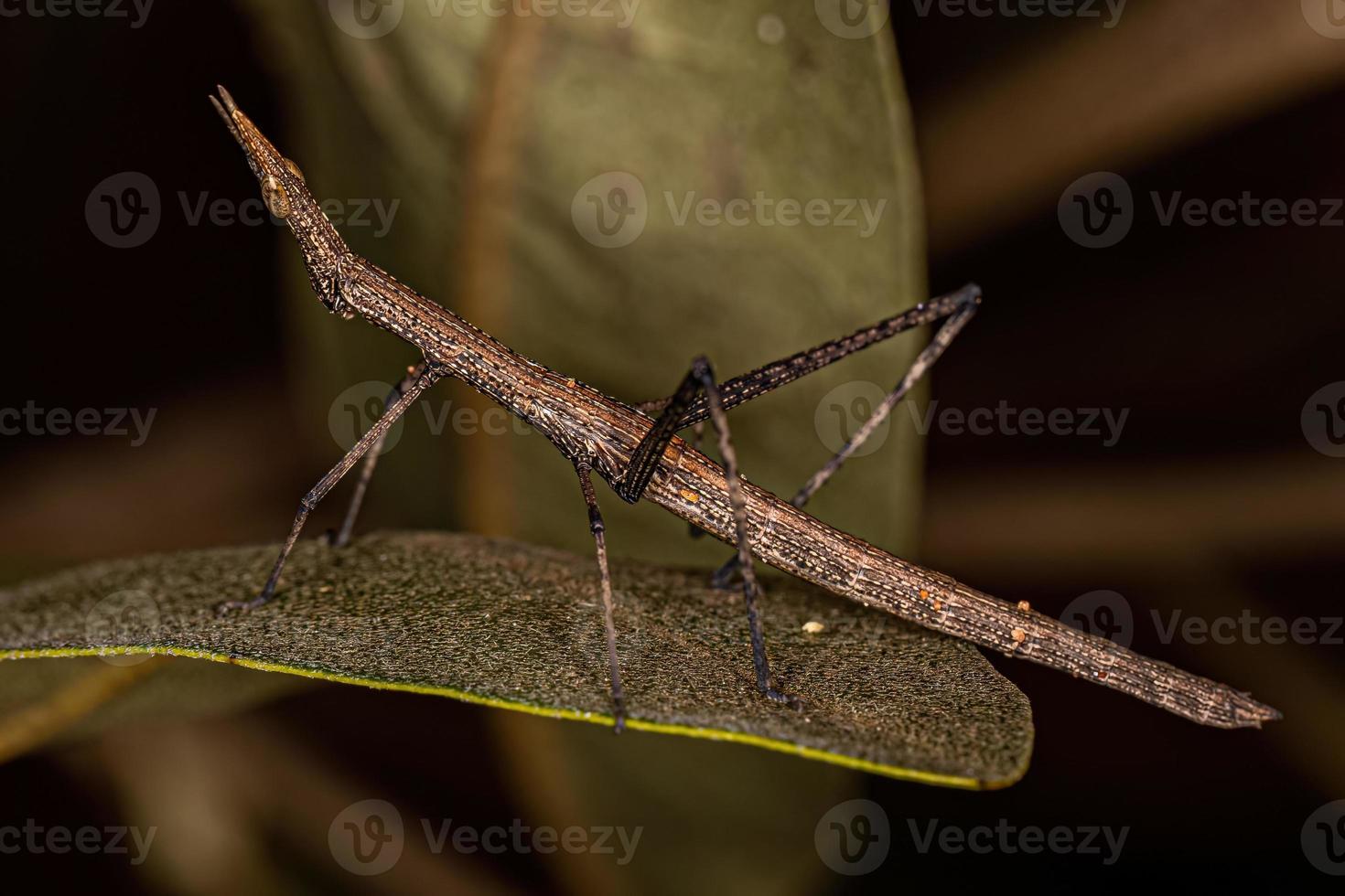 Neotropical Stick Grasshopper photo