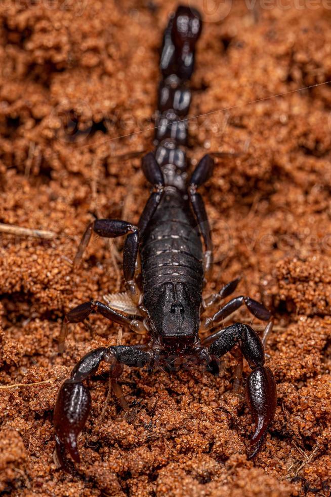 arthropod arachnid chelicerate scorpion photo