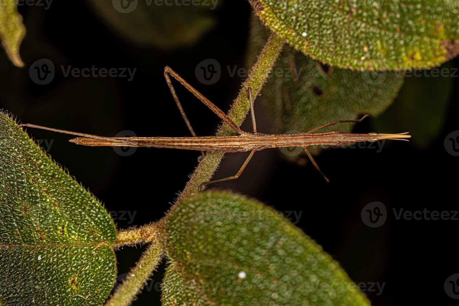 Neotropical Stick Grasshopper photo