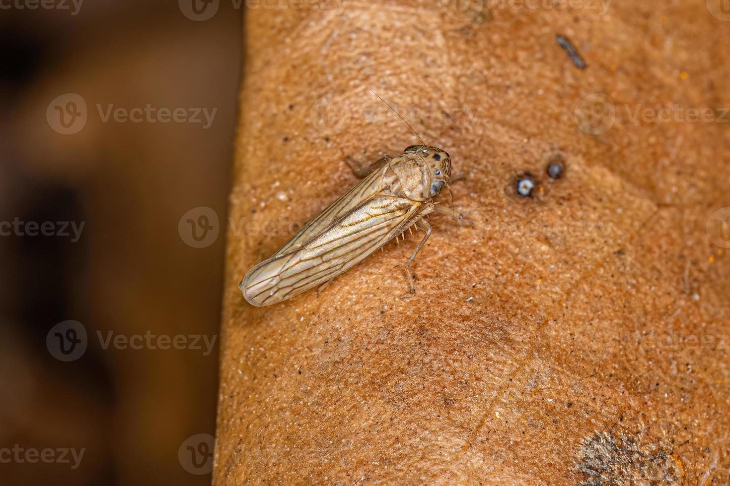 Adult Sharpshooter Insect photo