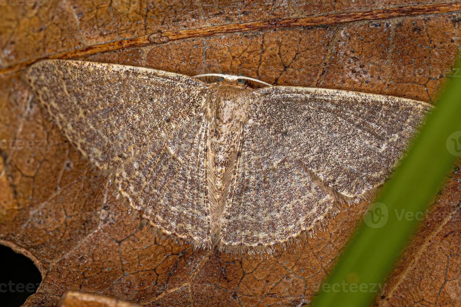 Adult Geometer Moth photo