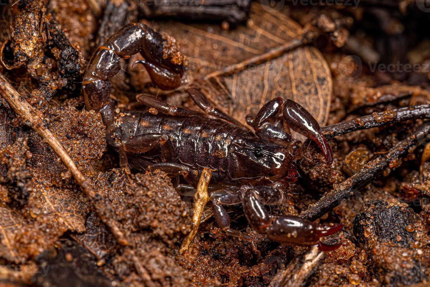 pequeño escorpión negro foto