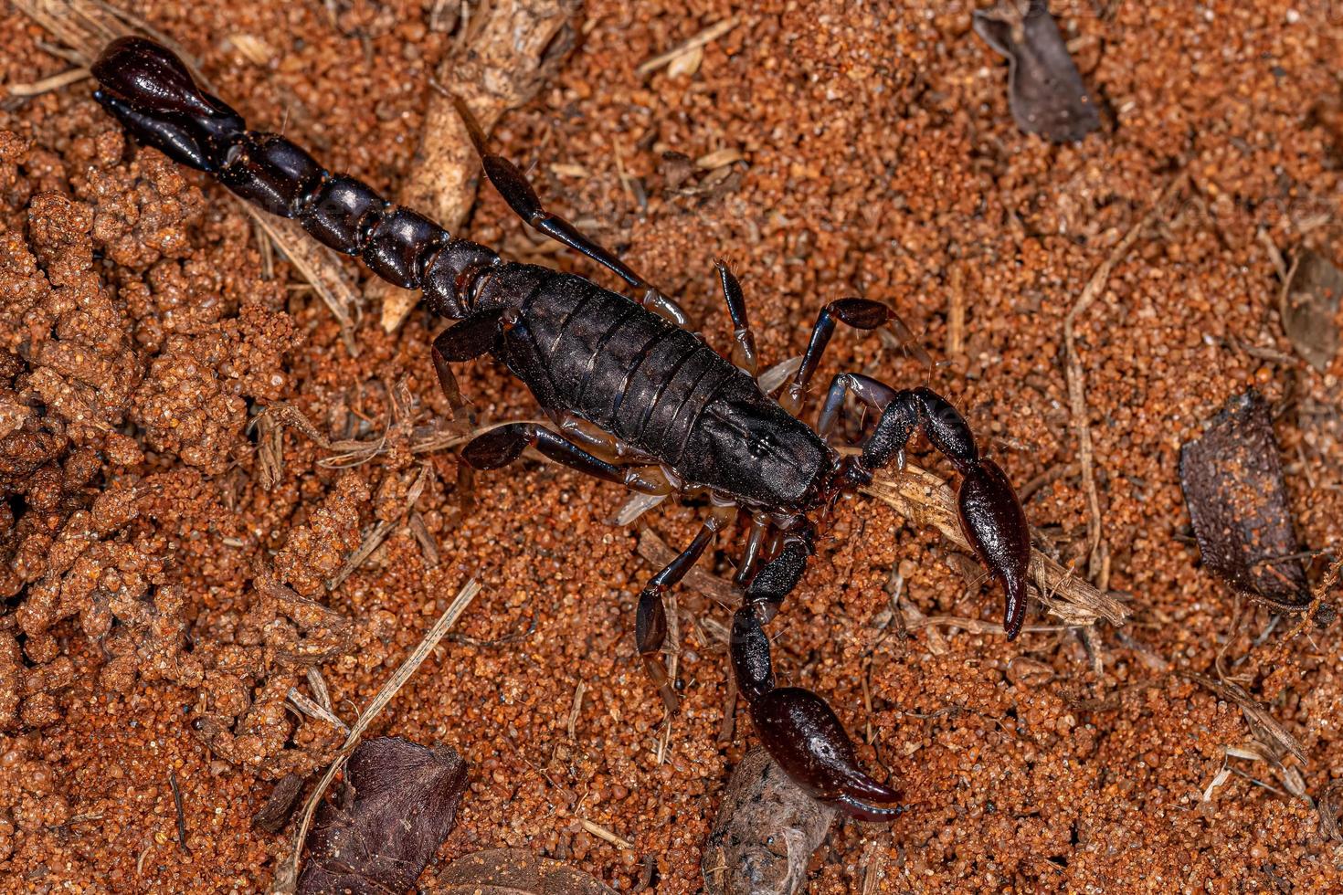 artrópodo arácnido quelicerado escorpión foto