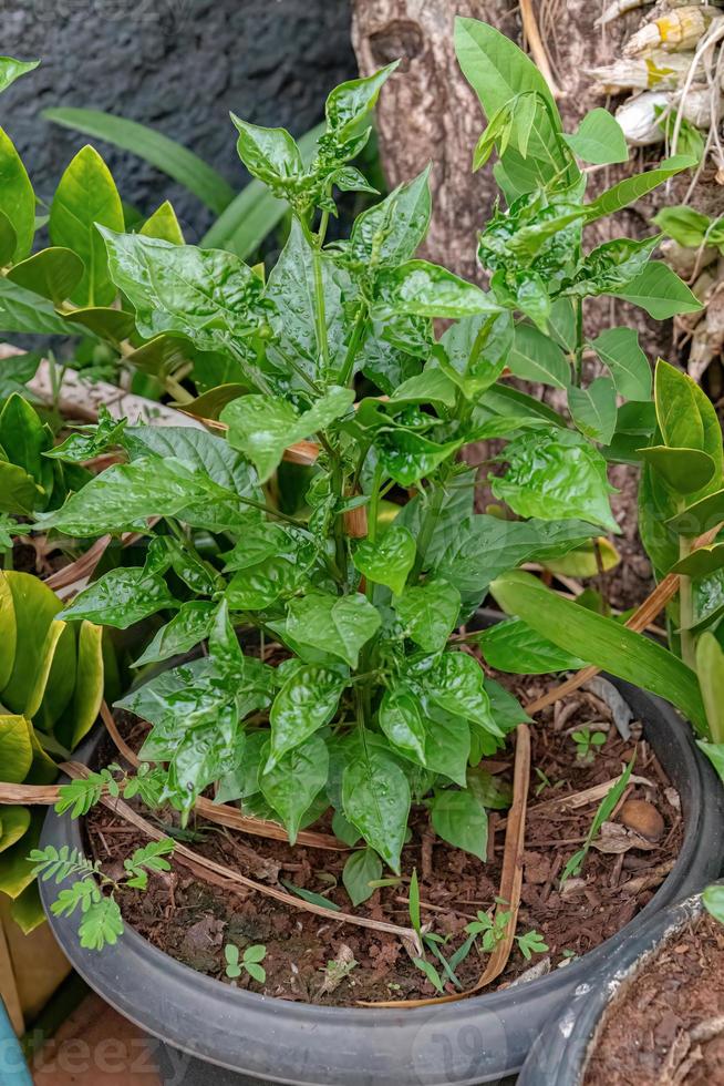 Pepper plant leaves photo
