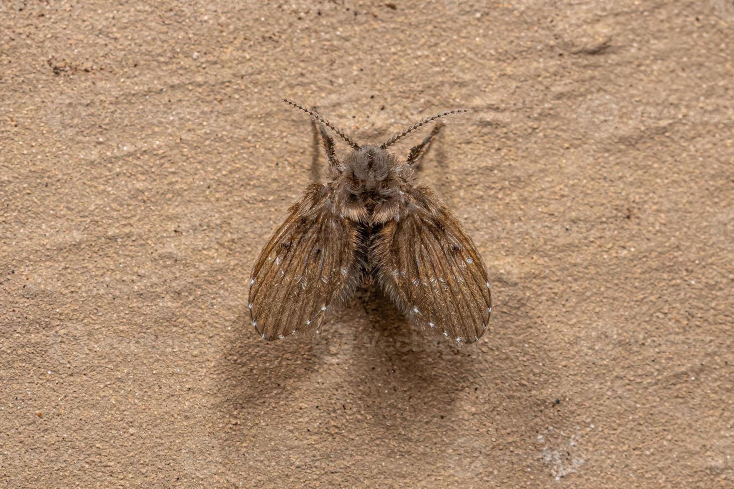 Adult Bathroom Moth Midge photo