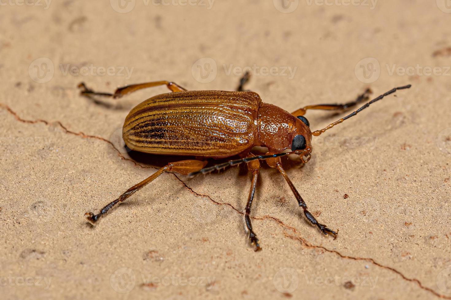 Yellow Adult Leaf Beetle photo