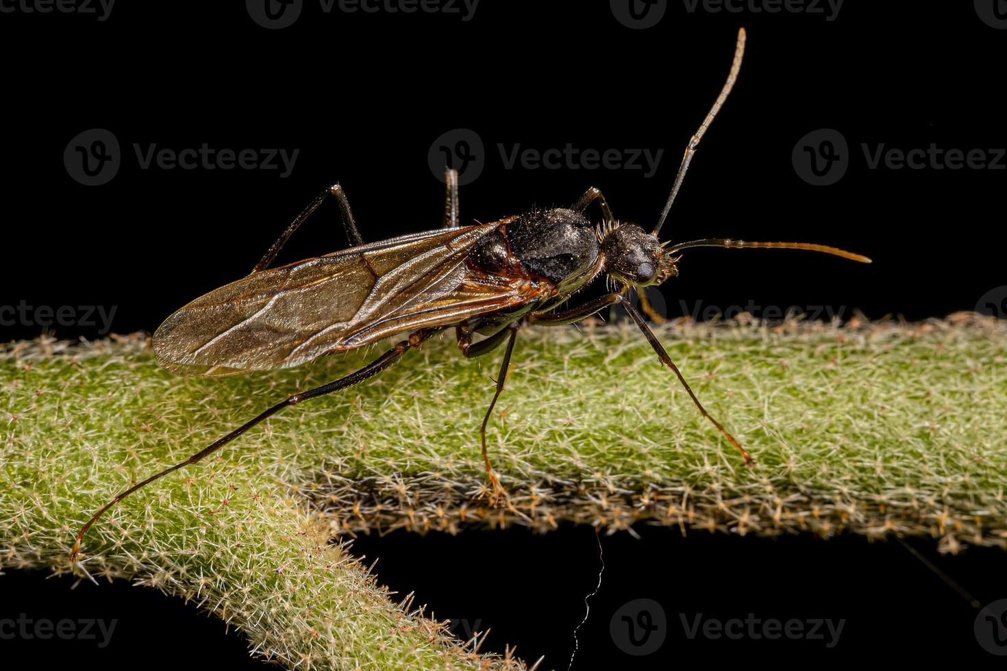 Adult Male Winged Carpenter Ant photo